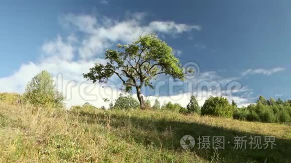 绿油油的青草山上的树视频