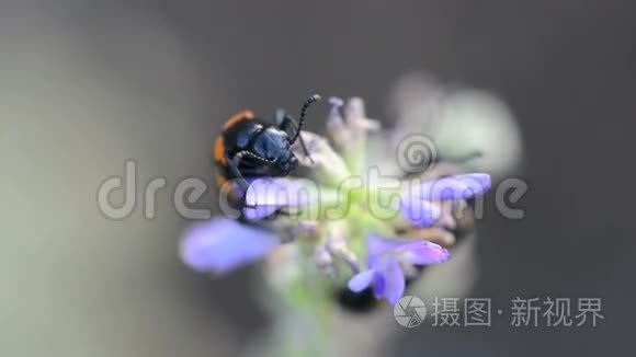 以蜜蜂为食的甲虫视频