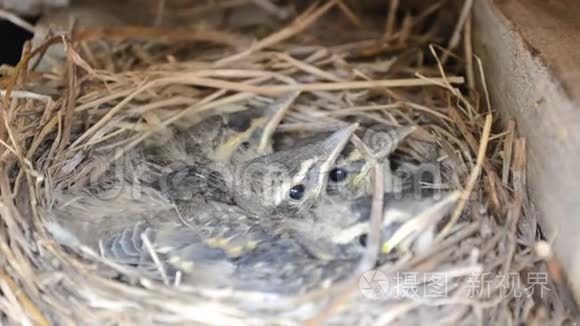 小麻雀小鸟窝的宏观细节视频