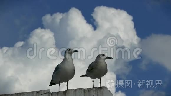 墨西哥坎佩切岛上的海鸥对视频