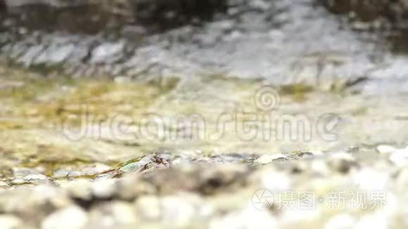 海滩岩石上的螃蟹视频