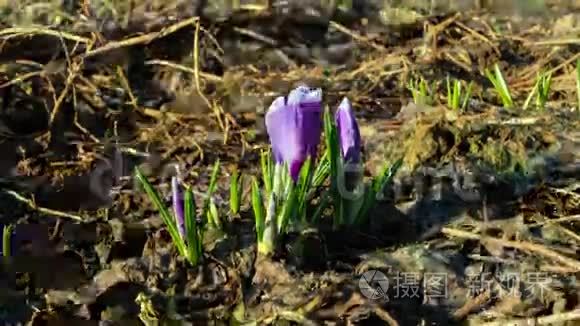 花儿在春天开.. 时间流逝