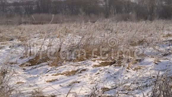 冬季野外背景下的降雪