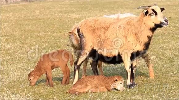 母羊视频素材