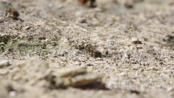 工作蜜蜂从土壤中消耗矿物质视频