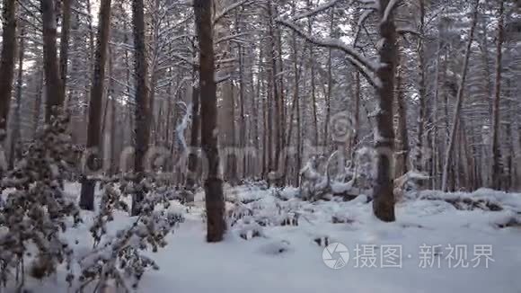 冬季松林带雪漂流股票录像视频