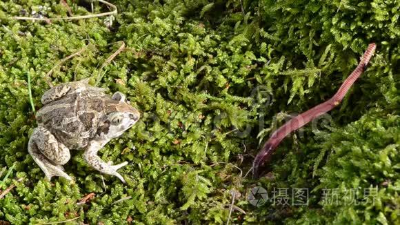 蒜头锹脚蟾蜍苔藓捕捉猎物虫视频