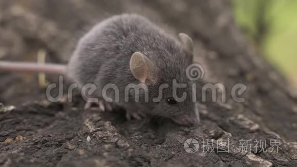 野木鼠坐在森林里