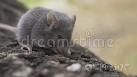 野木鼠坐在森林里视频