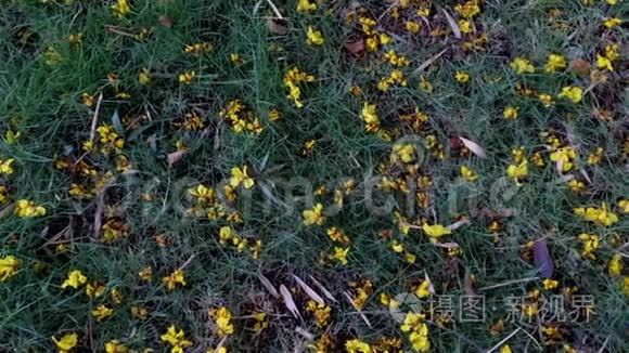 卡丽斯塔毛细管把花洒在草地上视频