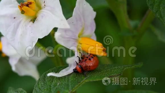 科罗拉多马铃薯甲虫幼虫视频