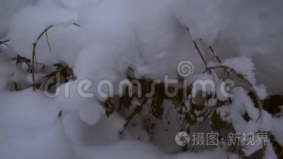 冬季松林带雪漂流股票录像视频