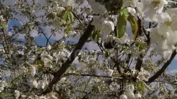 花苹果树与大黄蜂视频