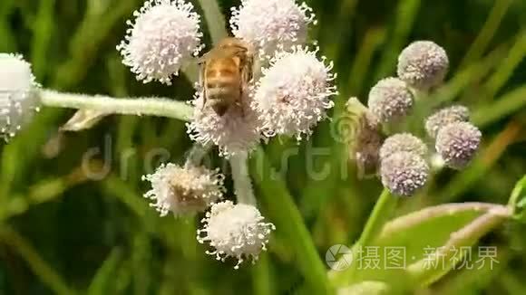 蜜蜂采花花粉