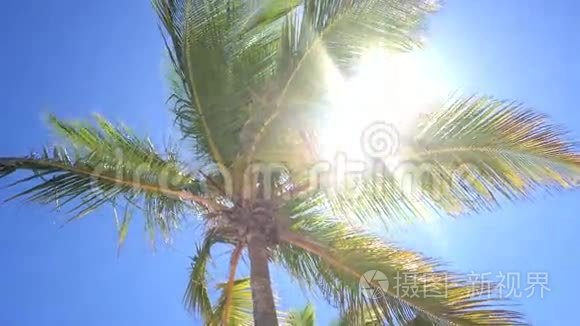 椰子棕榈树