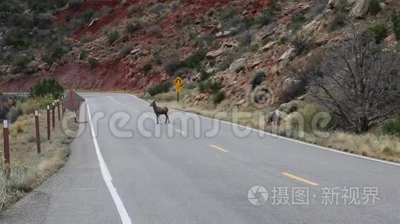 大角羊在路上视频