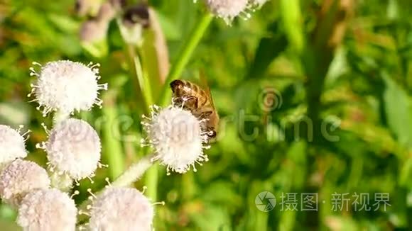 蜜蜂采花花粉视频