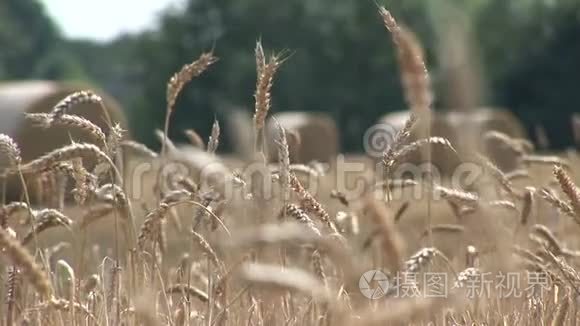 英格兰的庄稼和田野视频