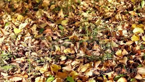 草地上的秋叶和微风中的叶影视频