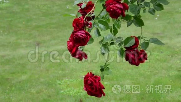 夏园盛开的红色玫瑰花枝