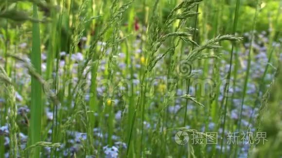 绿草和鲜花背景视频视频