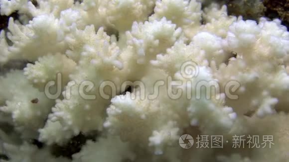 海底的白色珊瑚。