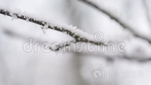 结霜的树糠锅运动视频