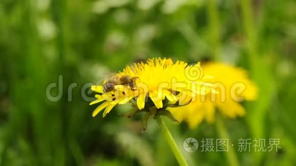 蒲公英花上的蜜蜂视频