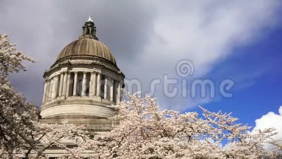 华盛顿州首府奥林匹亚春天樱花视频