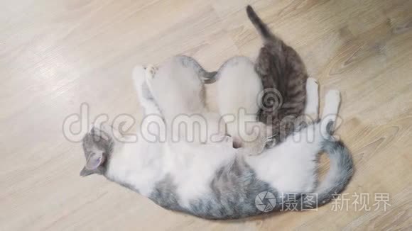 猫妈妈喂三只可爱的小猫。 小可爱的小猫睡在猫妈妈旁边。 猫的家庭关怀爱友谊