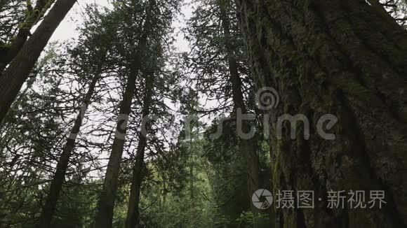 太平洋西北雨林树木视频