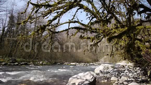 山河在树木之间