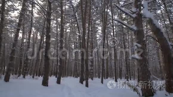 穿越美丽的冬季白雪覆盖的森林录像