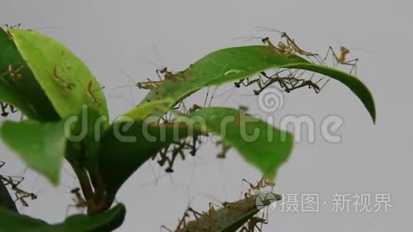 年轻的螳螂在植物上视频