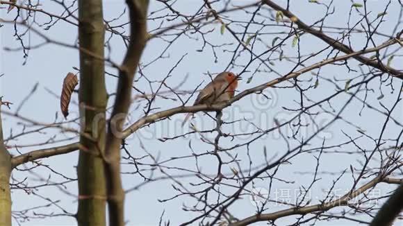 美丽的声音红罗宾歌鸟在树枝和树叶中近距离歌唱