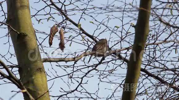 美丽的声音红罗宾歌鸟在树枝和树叶中近距离歌唱