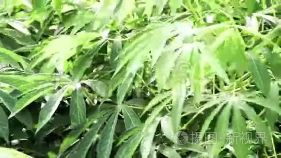 木薯或木薯植物田视频