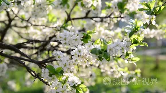 春天公园里盛开的梅花