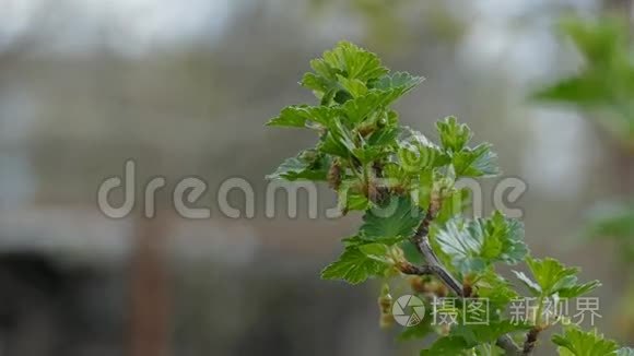 鹅掌叶花蕾枝丛自然景观