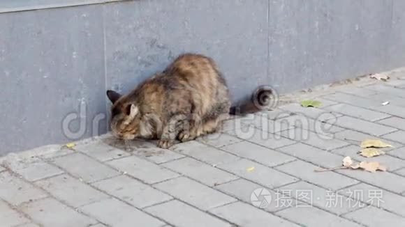 街猫吃食物高清视频视频