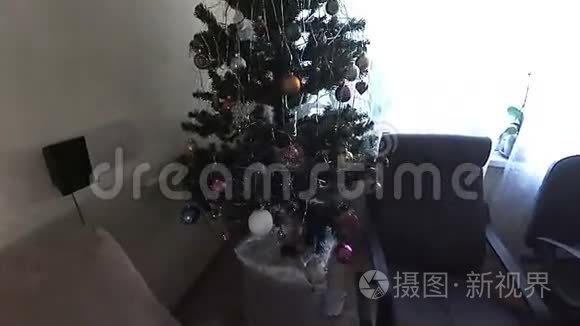 小猫玩圣诞装饰品视频