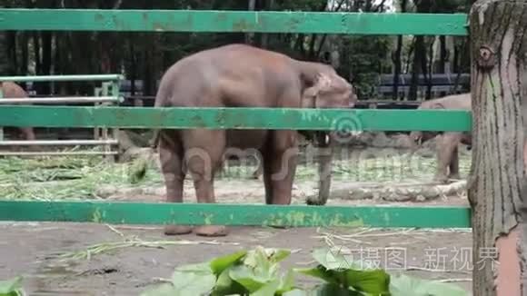 呆在笼子里的可爱印尼大象