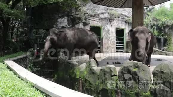 呆在笼子里的可爱印尼大象视频