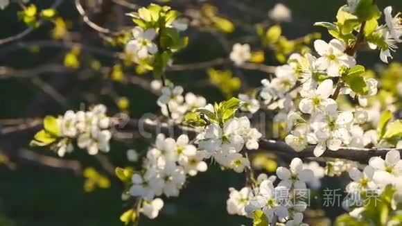 白色樱花慢慢盛开视频