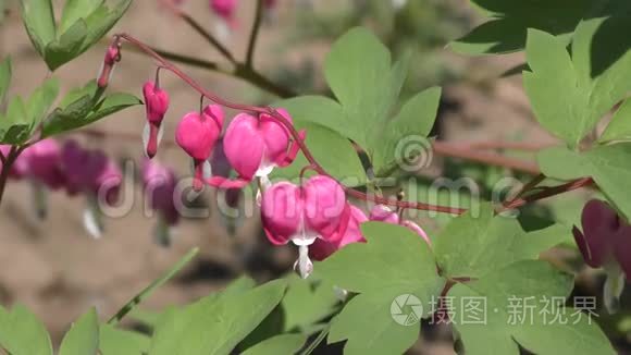 狄肯特拉花艳或花流血的心视频