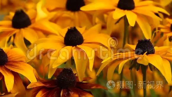 赤橙黄绿青蓝紫视频素材 赤橙黄绿青蓝紫实拍视频下载 第1页 摄图新视界视频库