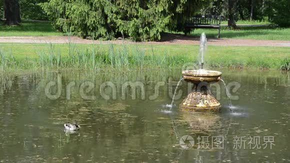 鸭鸟在夏天公园里用喷水池游湖视频