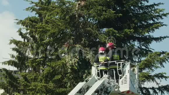 消防队员准备剪云杉树枝视频