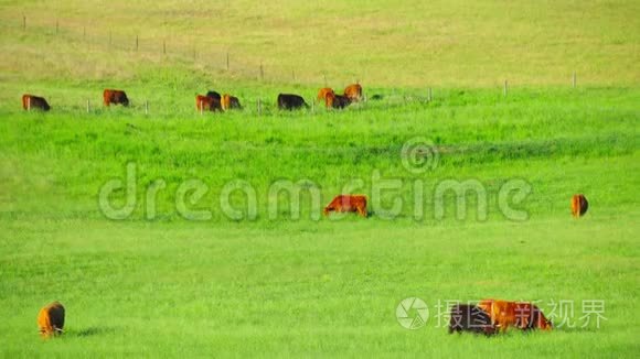 苏格兰红牛在草地上放牧视频