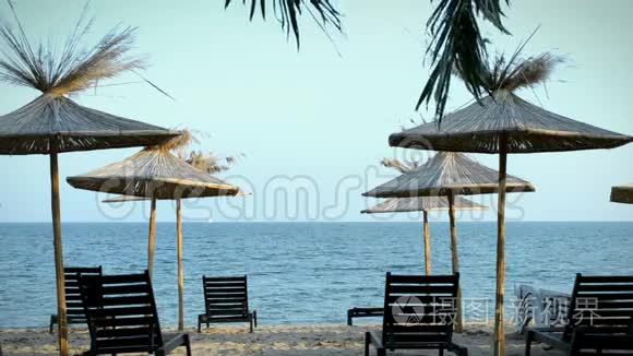 海滩上的棕榈树和躺椅视频